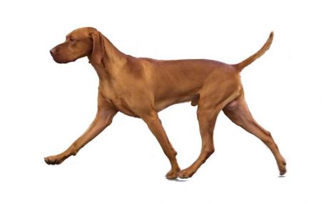 Image of Solaris J&J's Doctors'N Lawyers'N Such