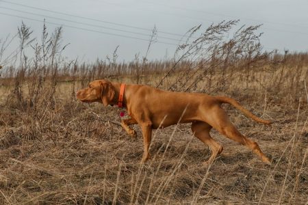 Image of Runa Rusty Sparks