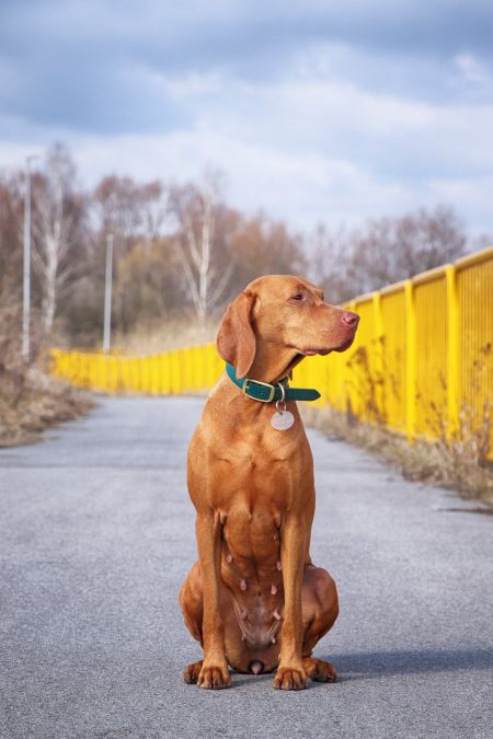 Image of Runa Rusty Sparks