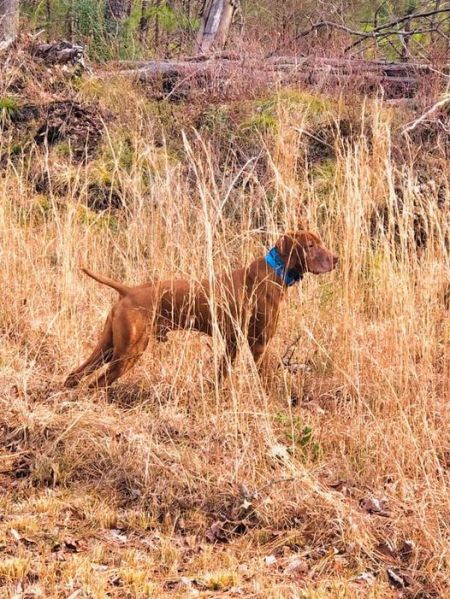 Image of Pajkos Bull By The Horns