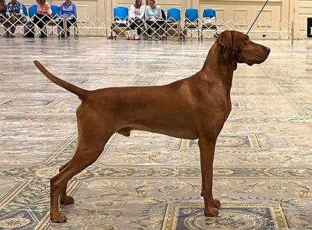 Image of Arailek-Sokoldalu's Mardi Gras Pilot