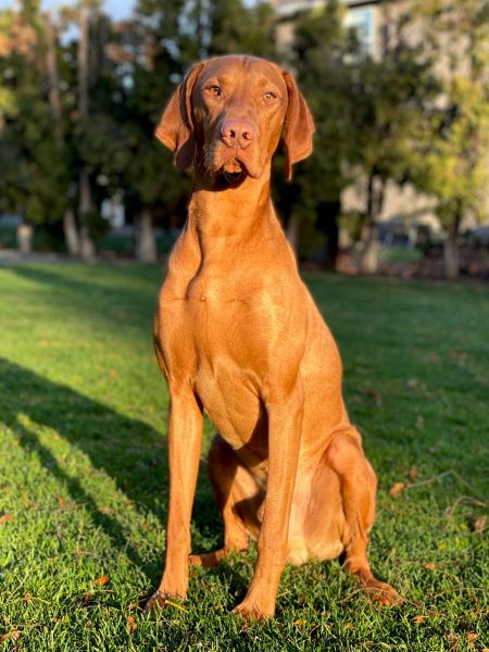 Image of Arailek-Sokoldalu's Mardi Gras Pilot