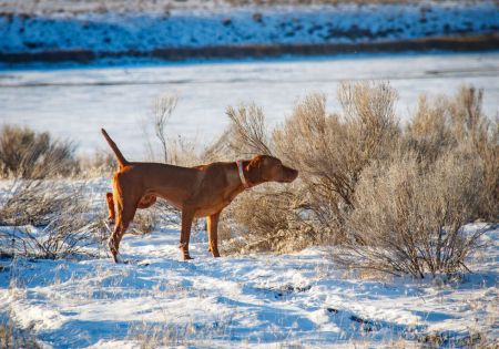 Image of Alpine River's Beginning Of A Beautiful Friendship
