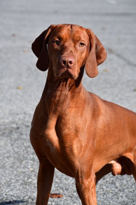 Image of Rhapsody Bohemian Monster