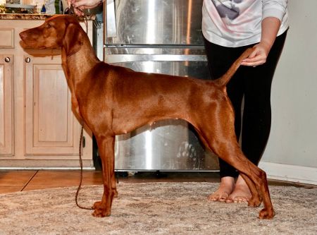 Image of Rhapsody Donut Kill My Vibe