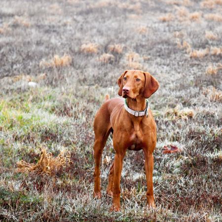 Image of Rhapsody Donut Kill My Vibe