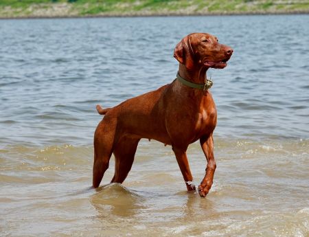 Image of Rhapsody Donut Kill My Vibe