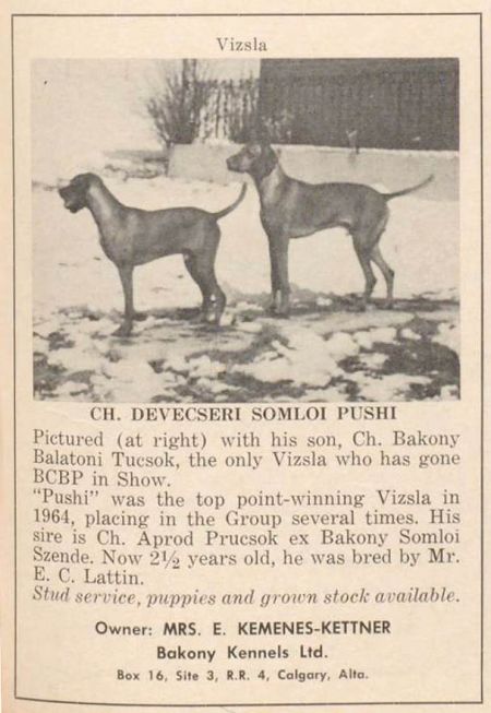 Image of Devecseri Somloi Pushi