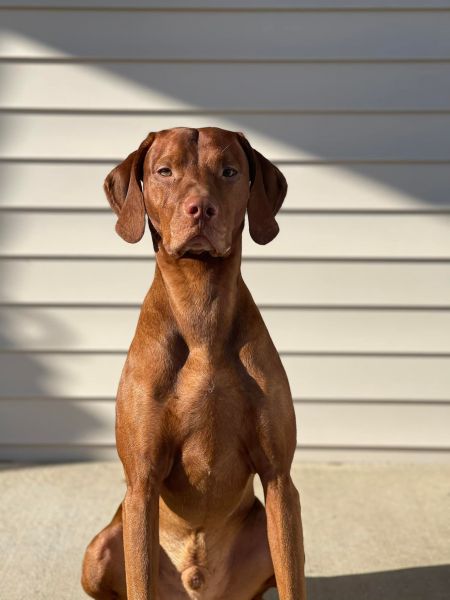 Image of Sienna Pointe's Locked 'N Loaded