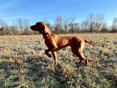 Image of Grappa Damashca Aponivi