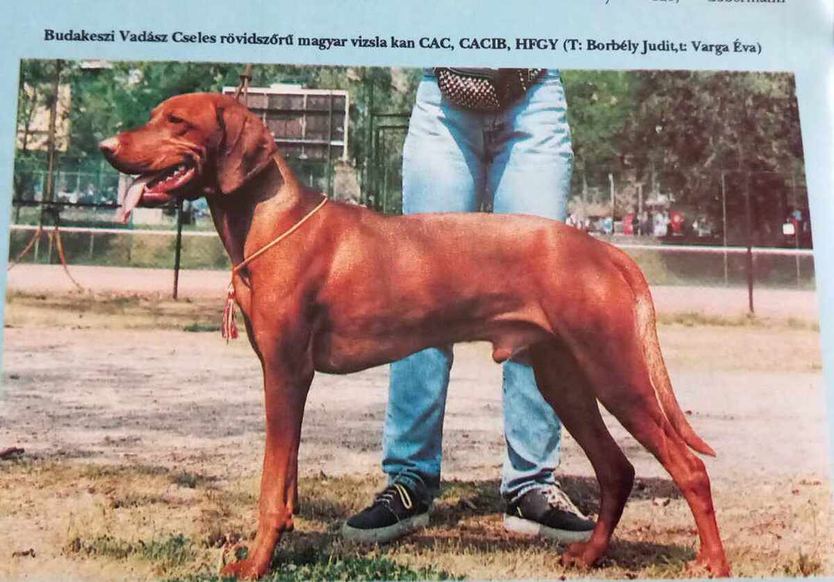 Image of Budakeszi-Vadász Cseles