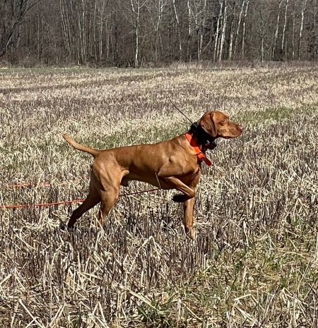 Image of Scout 'Em Out Shotgun Rider