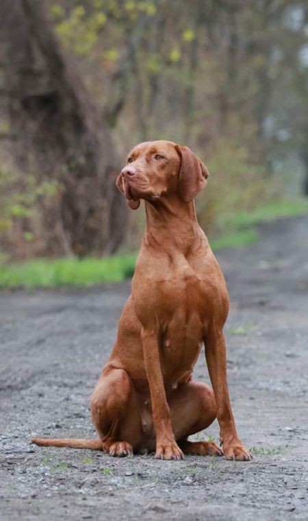 Image of Puszcza Ruda Szata