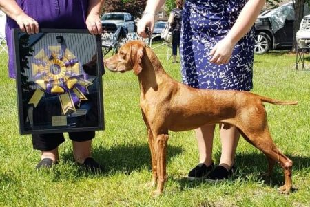 Image of Riverside Mira's Irish Storm