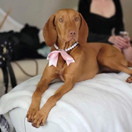 Image of Sokoldalu's Let The Games Begin