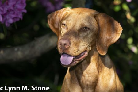 Image of Hatszel's Mariposa Lily
