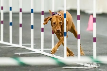 Image of Hatszel's Mariposa Lily
