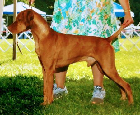 Image of Mehagian's Keystone Brother David