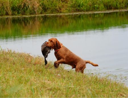 Image of Zöldmáli Szalma
