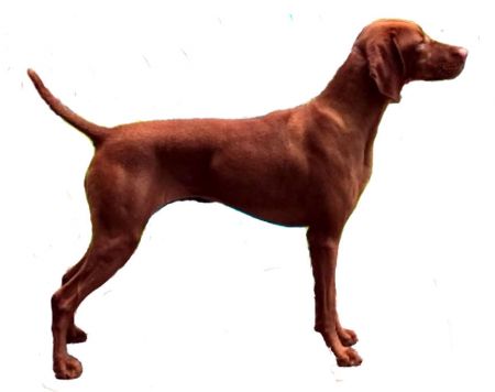 Image of Solaris N' Illusion Sweet Baby James