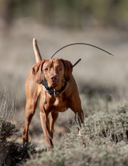 Image of Regal Point Amazing Skye At Salt Creek