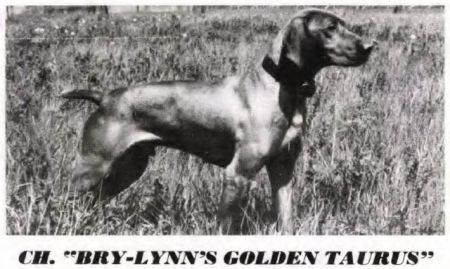Image of Bry-Lynn's Golden Taurus