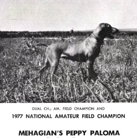 Image of Mehagian's Peppy Paloma