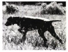 Image of Chestry and Carob's Solo Sun