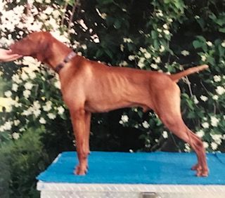 Image of Rebel Rouser Vinnie