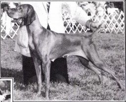 Image of Mehagian's Darling Zsa Zsa