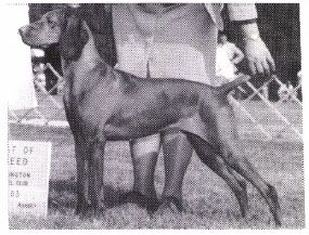 Image of Cinnabar's Suzuki Beane