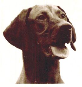 Image of Boshar's Budapest Babe