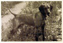 Image of Willie's Russet Duke