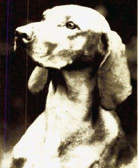 Image of Gold-N-Rust Gabrielle