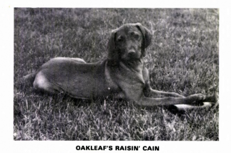 Image of Oakleaf's Raisin' Cain