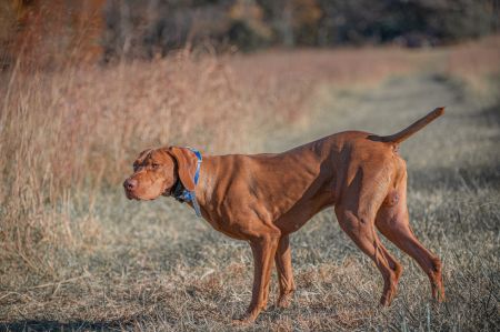 Image of Ck All Up Honor