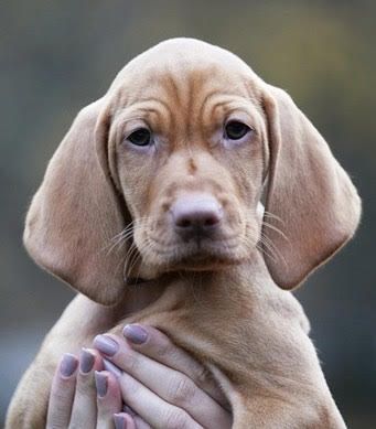 Image of Butterfly Hunter Pumpkin