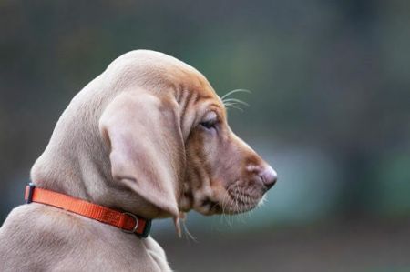 Image of Butterfly Hunter Pumpkin