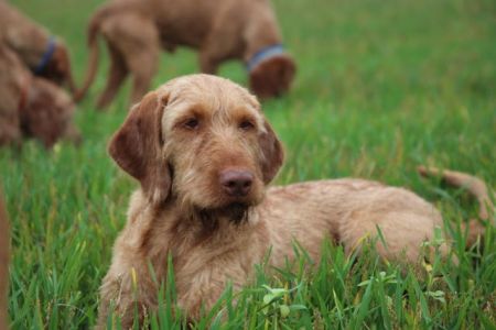 Image of Pilla du Domaine Saint Hubert