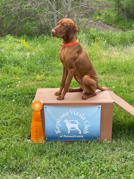 Image of Sherwood Forest's Ride or Die