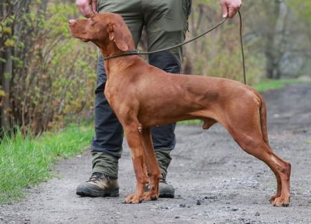 Image of Cimrman Damashca Aponivi