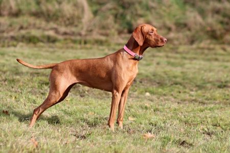 Image of Dorry z Pelestrovských lesu