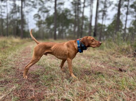 Image of Seabank's Let Him Follow Me