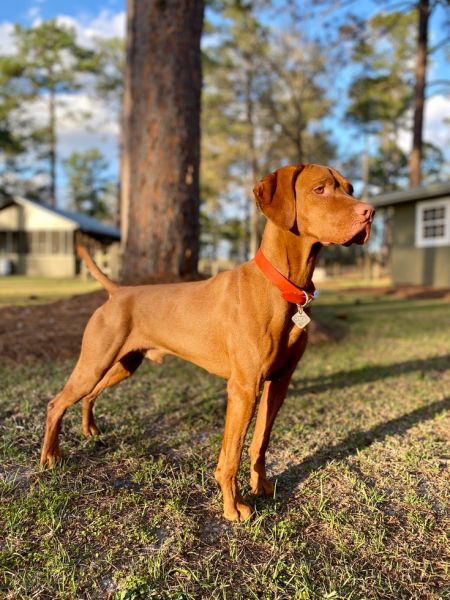 Image of Shikari Dream Past The Wit of Man