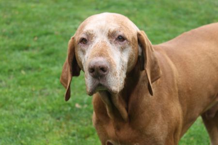 Image of Arco von Arany