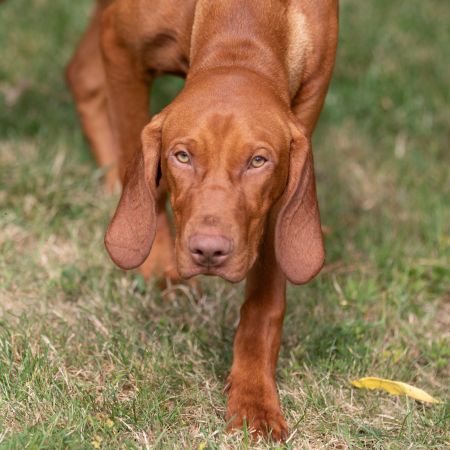 Image of Stig-Sas van het Oetervelt