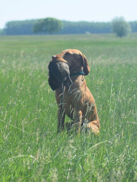 Image of Csövárberki Jámbor