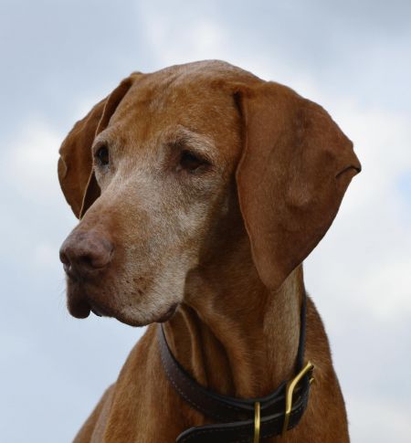 Image of Aggie A Clown Sagia Gray