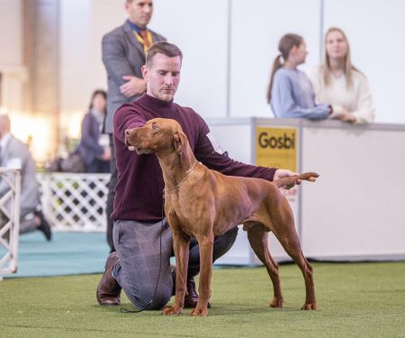 Image of Sárvízmenti Vadász Éger