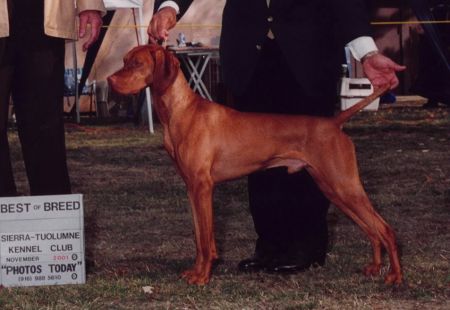 Image of Gold Run's Treasure The Hunt